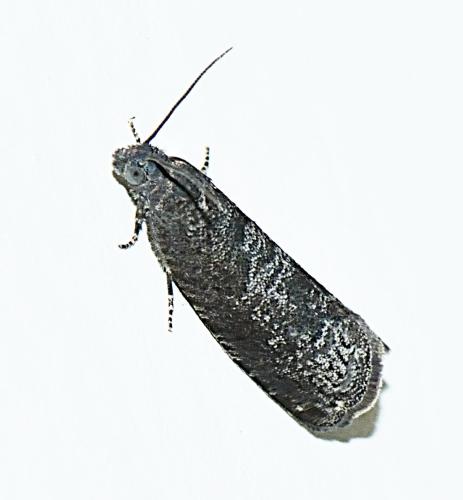 Réf. 318 305 : Grapholita funebrana